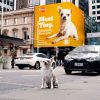 Adoptable by Pedigree Outdoor Cannes Lions