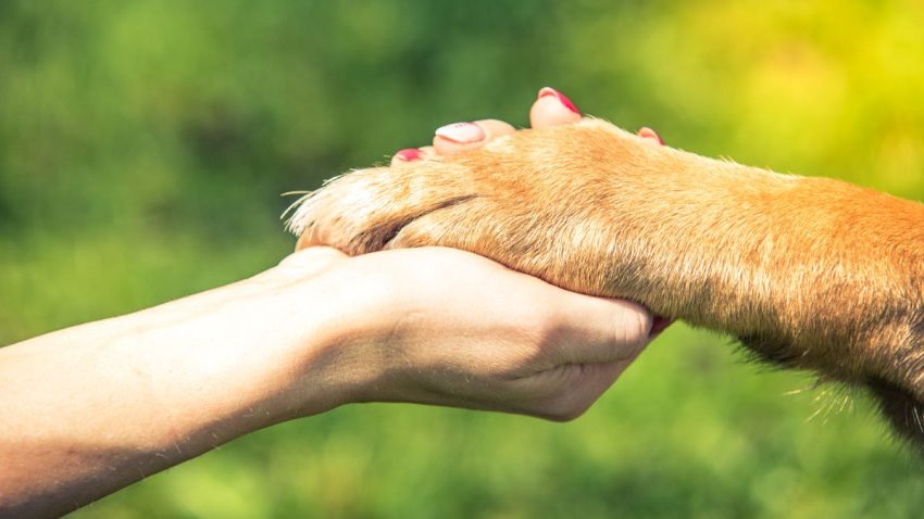 Animales afectados por la DANA
