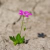 flor en campo yermo