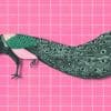 pavo real sobre fondo rosa