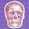 calavera sobre fondo morado