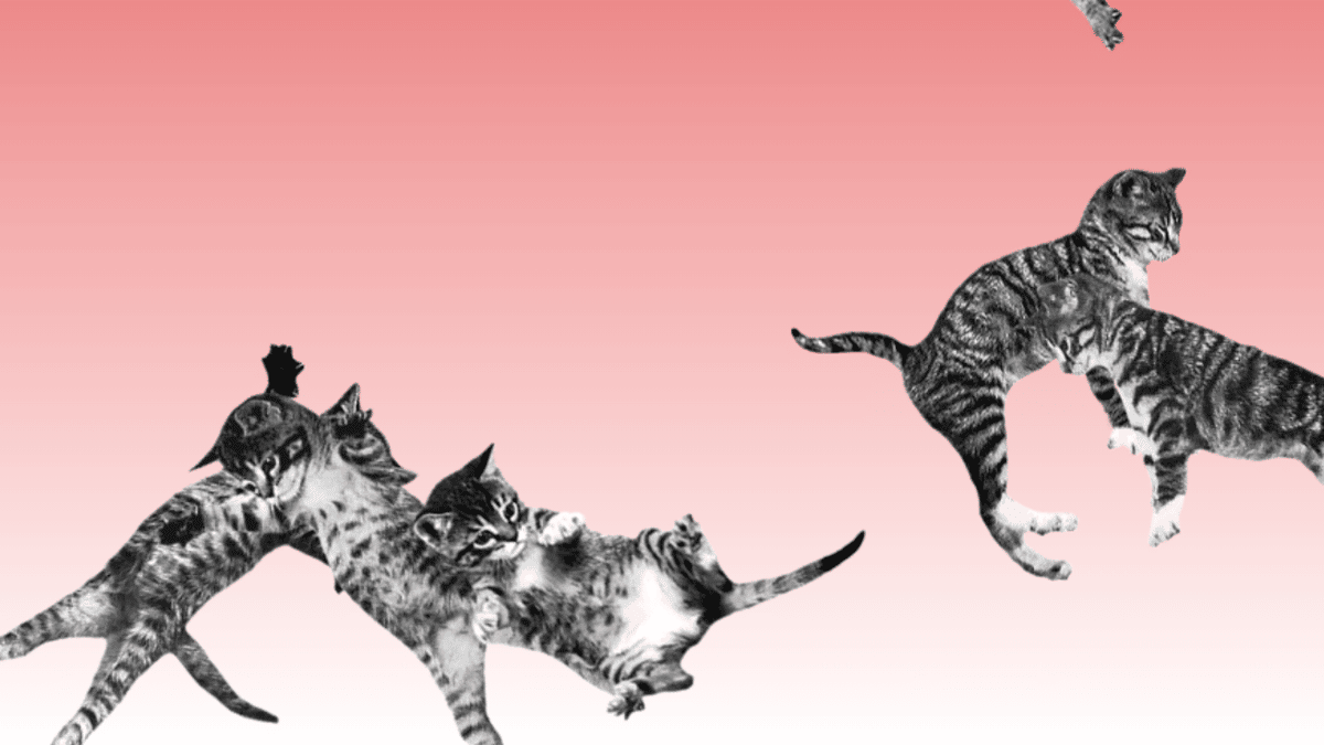 Llueven gatos